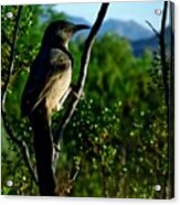 Curve-billed Thrasher On Creosote Acrylic Print
