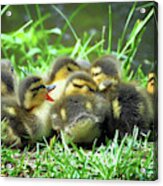 Cute Baby Mallard Ducklings Acrylic Print
