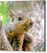 Cute Funny Head Squirrel Acrylic Print