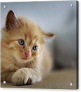 Cute Orange Kitty Acrylic Print