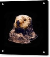 Cute Sea Otter Acrylic Print