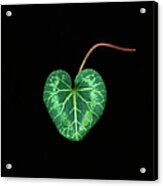 Cyclamen Leaf Against Black Background Acrylic Print