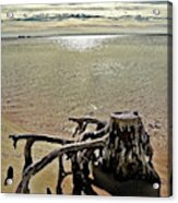Cypress On The Beach Acrylic Print