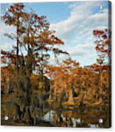 Cypress Rust Acrylic Print