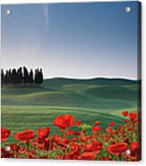 Cypresses And Red Poppies Acrylic Print