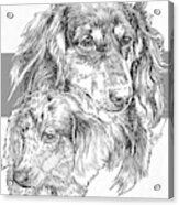 Dachshund - Long-hair And Pup Acrylic Print