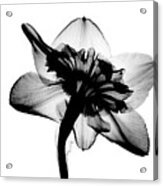 Daffodil #1 X-ray Acrylic Print