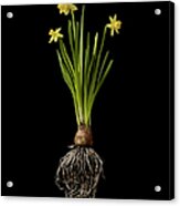 Daffodil Plant On Black Background Acrylic Print