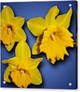 Daffodil Trio Acrylic Print