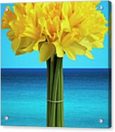 Daffodils Against Blue Sky Acrylic Print