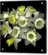 Daffodils Acrylic Print