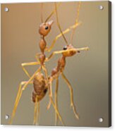 Dance Ants Acrylic Print