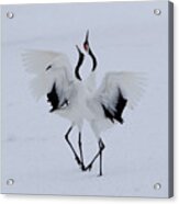Dancing In The Snow. Acrylic Print