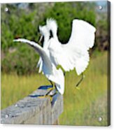Dancing Snowy Egrets Acrylic Print