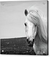 Dartmoor Pony Acrylic Print