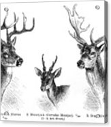 Deer Antlers Engraving 1896 Acrylic Print