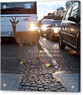 Deer Caught In The Headlights Acrylic Print