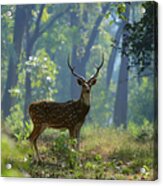 Deer In Forest Acrylic Print