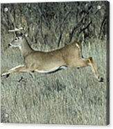 Deer On The Run Acrylic Print