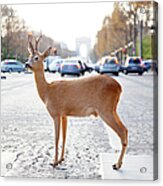 Deer Standing In Crosswalk On Acrylic Print