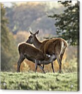 Deer Suckeling Acrylic Print