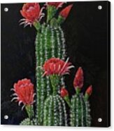 Desert  Bloom 2 Acrylic Print