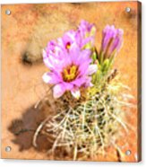Desert Flower 4 Acrylic Print