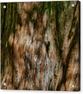 Detail Of Bark On Huge  Tree Acrylic Print