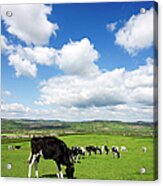 Devon Hillside With Cows Acrylic Print