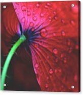 Dew On Close-up Of Red Flower Acrylic Print