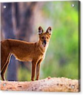 Dhole Cuon Alpinus Standing And Looking Acrylic Print