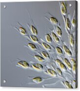 Dinobryon Sp. Algae Acrylic Print