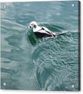 Disturbing The Silk - Long Tailed Duck Emerging From A Dive Acrylic Print