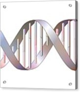 Dna Genetics Acrylic Print