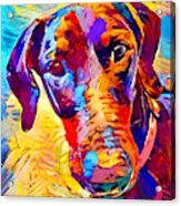 Doberman 4 Acrylic Print