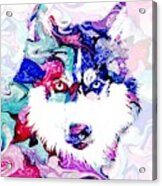 Dog 148 Husky Acrylic Print