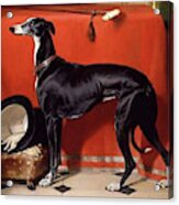 Dog - Favorite Greyhound Acrylic Print