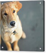 Dog Looking Up, Close-up Acrylic Print