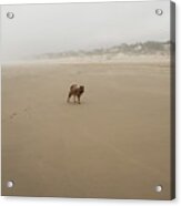 Dog On Lonely Heceta Beach Acrylic Print