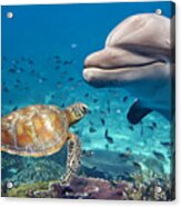 Dolphin And Turtle Underwater On Reef Acrylic Print