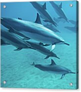 Dolphins Acrylic Print