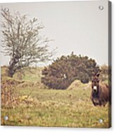 Donkey Standing In Field Acrylic Print
