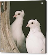 A Pair Of Doves Acrylic Print
