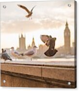 Doves And Seagulls Over The Thames In London Acrylic Print