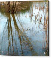 Down By The Swamp Acrylic Print