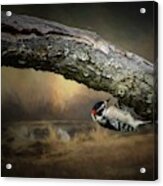 Downy Woodpecker Acrylic Print