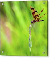 Nature Photography - Dragonfly Acrylic Print
