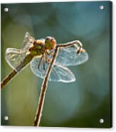 Dragonfly In Backlight Acrylic Print