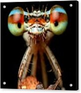 Dragonfly Acrylic Print