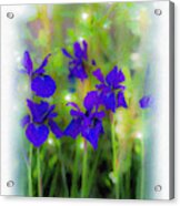 Dreamy Irises Acrylic Print